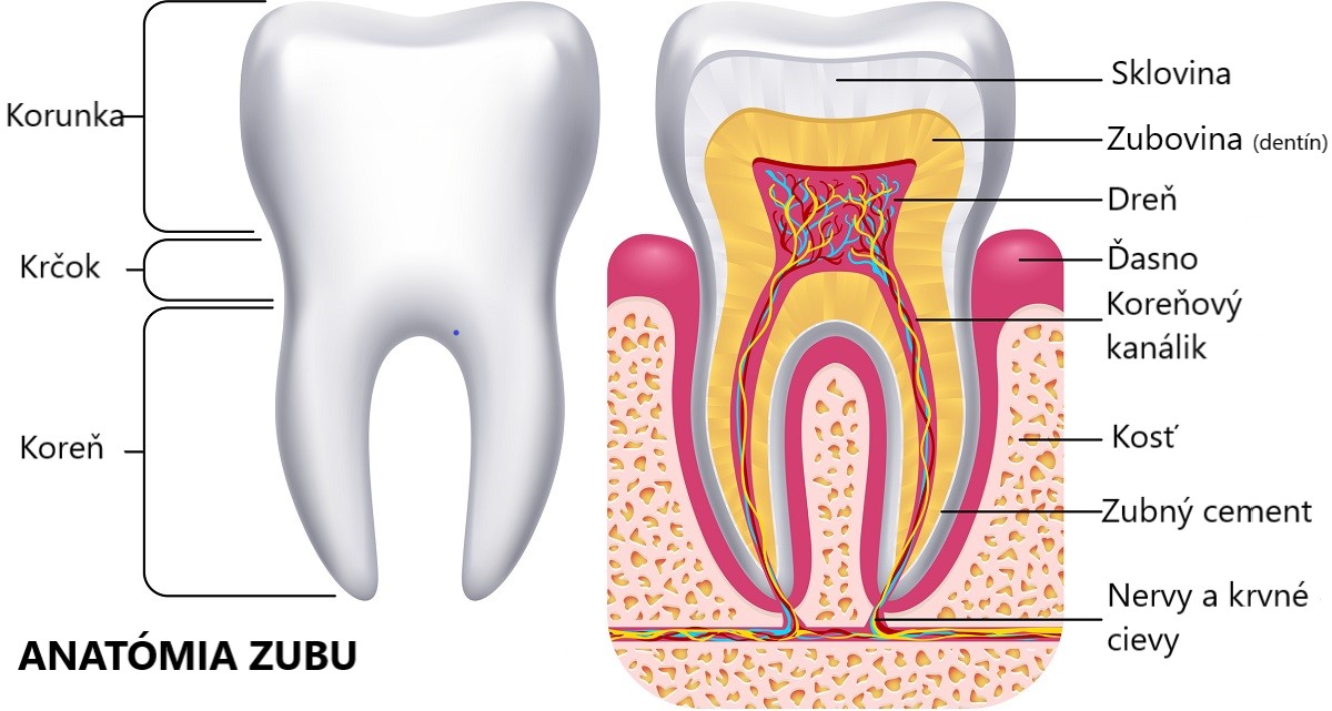 Anatomické znázornenie zubu